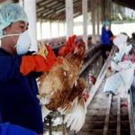 205 xã, phường có dịch cúm gia cầm